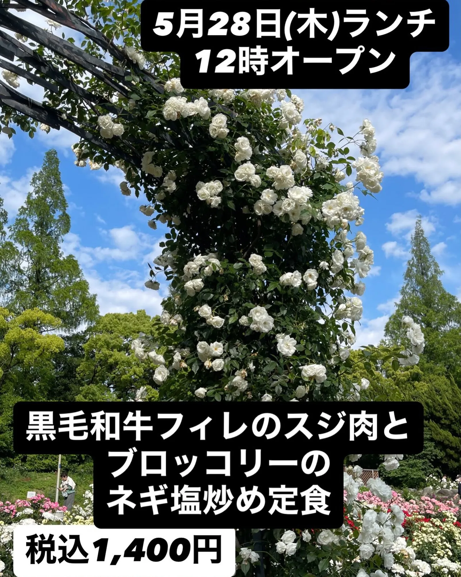 5月28日(木)ランチ12時オープン